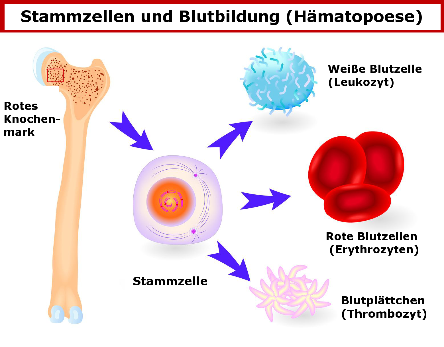 Knochenmark-SZ-BlutzellenschematischdeutscheBearbeitungFotolia_49738204_M_designua.png